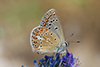 Lysandra bellargus